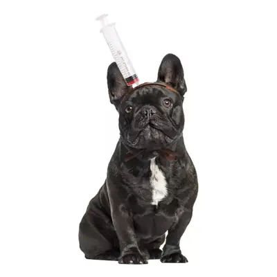 Halloween Props för Hund - Spruta