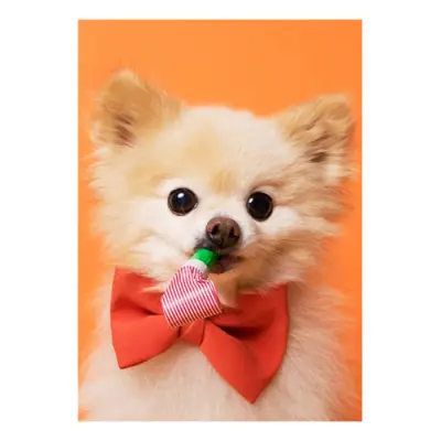 Kort Enkelt Partyhund