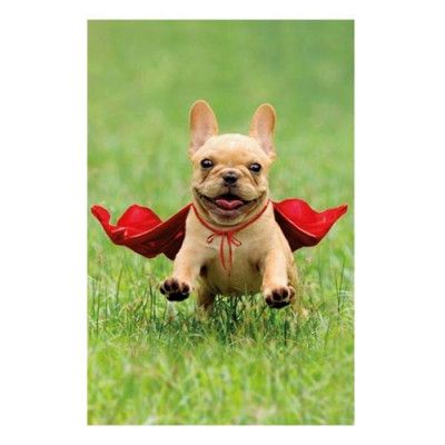 Kort Hund med Mantel