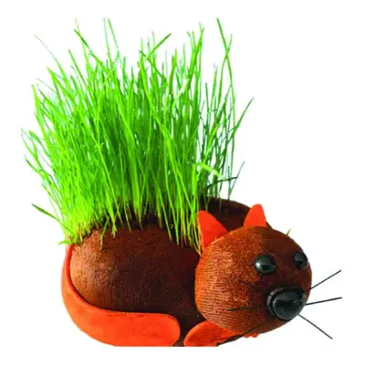 Odla Din Egen Håriga Katt