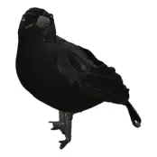 Svart korp Dekoration