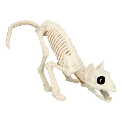 Djurskelett Katt Prop