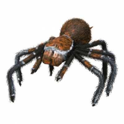 Läskig Spindel Prop