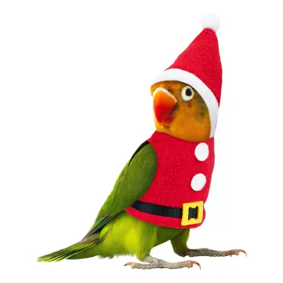 Tomtedräkt för Fågel - One size